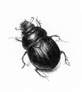 fineline pen drawing of a dor beetle by holly holt